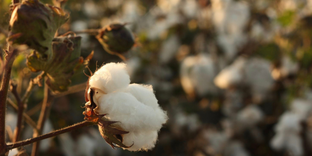 Cotton